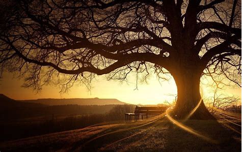 Image result for beautiful tree , glowing sky photos