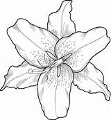 Drawing Flores Outline Lirio Lilis Dibujar Giglio Bello Incisione Nello Stijl Lelie Witte Gravure Orquidea Lilly Lilies Cattleya Colorir Sketches sketch template
