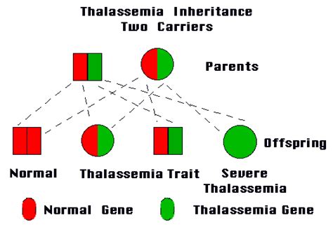 thalassemia causes symptoms treatment thalassemia