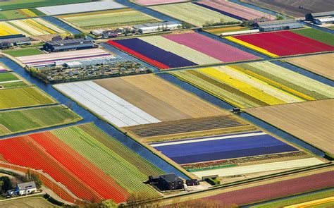 tulip fields aerial  netherlands time