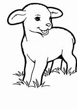 Lamb Coloring Baby Sheep Pages Drawing Colouring Grass Face Eating Printable Template Kids Sheet Drawings Print Color Getcolorings Realistic Getdrawings sketch template
