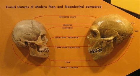 early humans in africa may have interbred with a