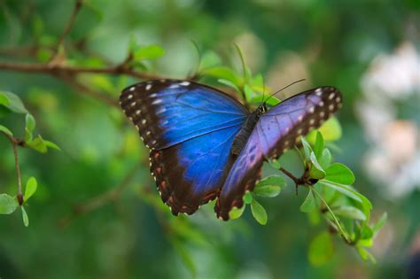 blue morpho butterfly  stock photo public domain pictures