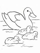 Coloring Baby Pages Duck Duckling Printable Print Color Getcolorings sketch template