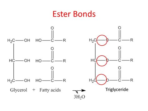 ester linkage  lipids socratic