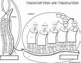 Biologycorner Transcription Translation Biology sketch template