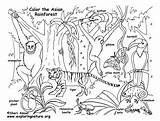 Rainforest Habitats Biomes Habitat Ecosystem Rainforests Exploringnature Worksheets Pinu Zdroj sketch template