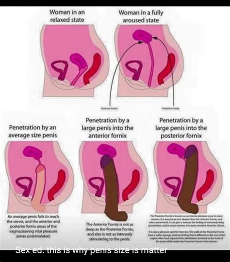 This Is Why Penis Size Is Matter Badwomensanatomy