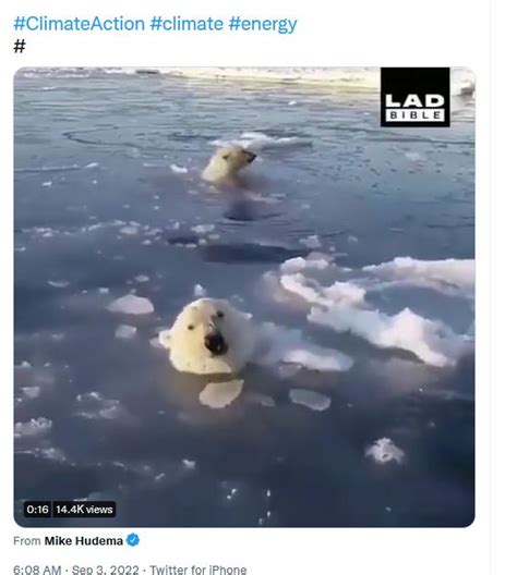 fact check polar bears breaking  thin ice   evidence  climate change