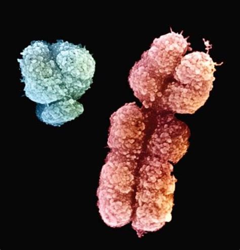 Chromosomes Biological Sex And Gender • Fair Play For Women