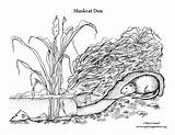 Muskrat Den Coloring Submerged Shelled Prevent Drowning Eggs Hard Sponsors Wonderful Support Please Just sketch template