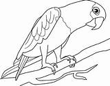 Parrot Coloring Pages Fish Flying Line Drawing Parrots Getdrawings Getcolorings Printable Color Colouring Pag Drawings Print Choose Board Colorings sketch template