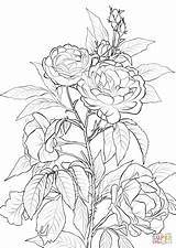 Coloring Rose Pages Bush Roses Printable Flower Adult Flowers Colorear Drawing Color Colouring Print Sheets Rosa Supercoloring Para Rosas Books sketch template