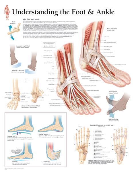 understanding  foot  ankle  anatomical parts charts