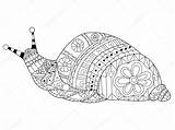 Escargot Snail Volwassenen Slak Kleuren Coloration Adultes Lumaca Lumache Anatomia Antropologia sketch template