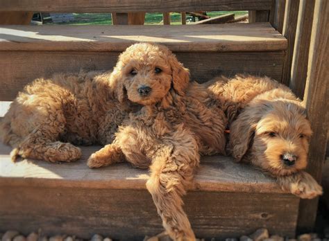 goldendoodle puppies  sale westchester il