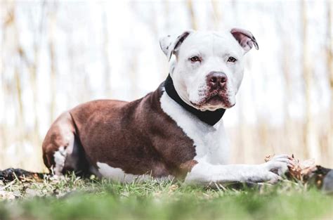types  pitbull dog breeds petmag