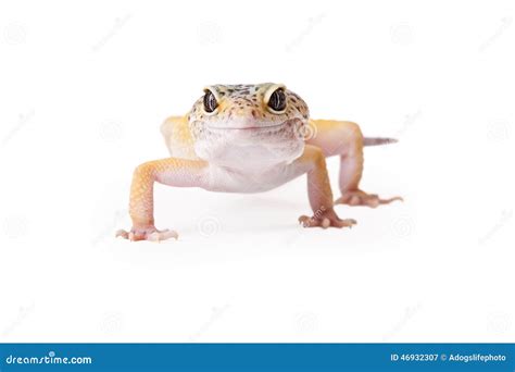 crested gecko facing  stock image image  reptile high