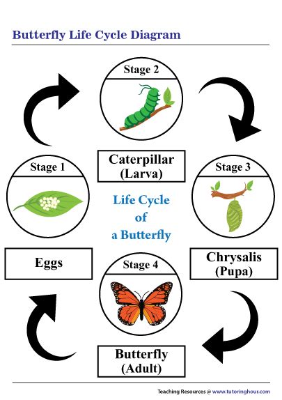 printable life cycle   butterfly diagram