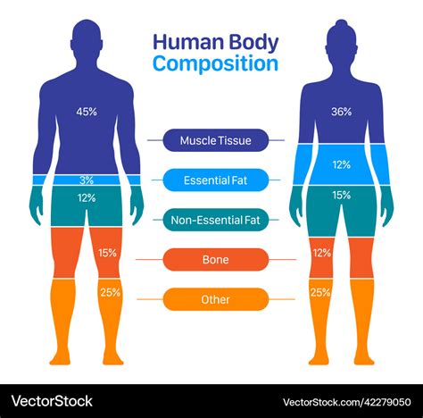 comparison  male  female body composition vector image