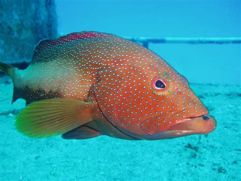 red spotted grouper epinephelus morio  photo  freeimages