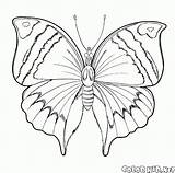 Farfalla Colorare Disegni Volo sketch template
