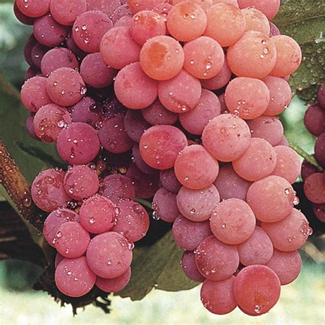 seedless red canadice grape gurneys seed nursery