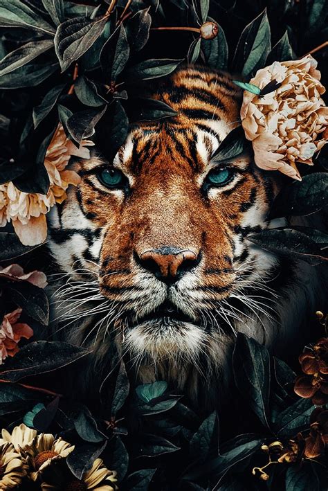tijger jungle poster bestellen fondos animales fotografia de