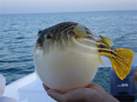 puffed puffer fish  real mccoy fully bloated photo  flickr