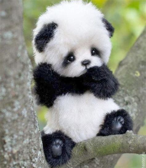 cute panda raww