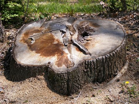 remove  tree stump hirerush blog