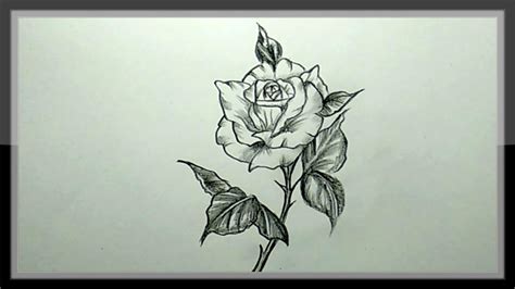 Pencil Drawing A Beautiful Rose Flower Easy Youtube