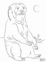 Bear Sun Coloring Pages Sitting Drawing Printable Designlooter sketch template
