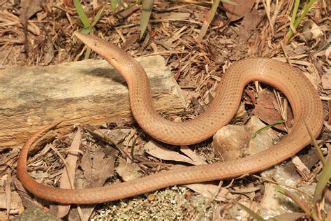 burtons legless lizard south east snake catcher gold coast