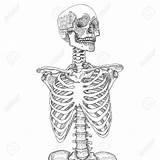Cage Rib Human Anatomical Ribcage Skeleton Drawing Drawn Hand Getdrawings Skull sketch template