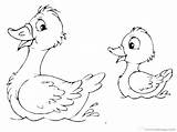 Coloring Pages Loon Duck Ducks Cute Oregon Common Printable Getcolorings Print Color sketch template
