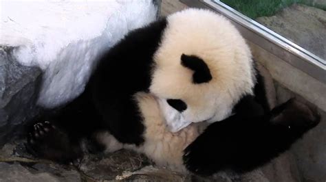 Twin Giant Panda Cubs At アドベンチャーワールド Youtube