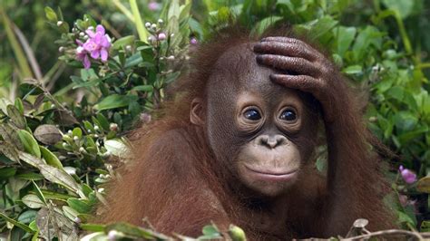 animal orangutan hd wallpaper
