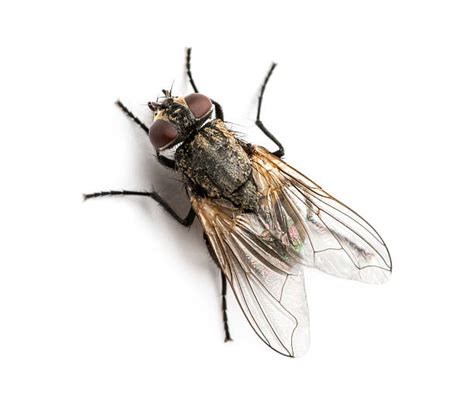 fly species  australia  bugs