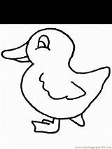 Coloring Duck Pages Printable Animals Print Ducks Popular Kids sketch template