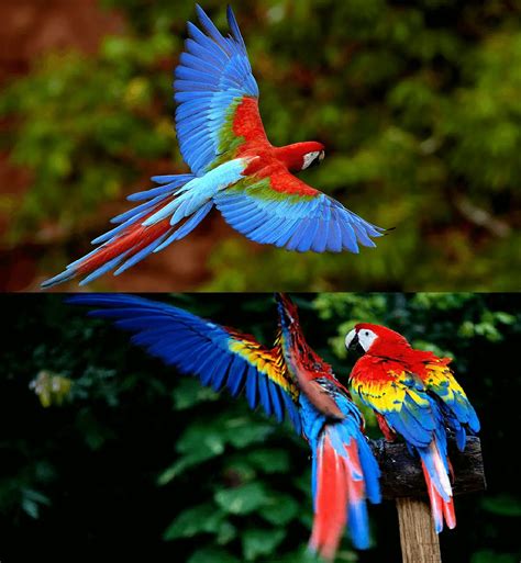 scarlet macaw ara macao health diet personality care diet reproduction