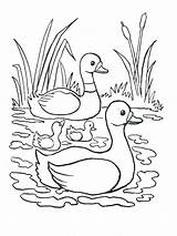 Coloring River Pages Printable Mississippi Nature Canard Coloriage Cane Nile Color Getcolorings Kleurplaten Kids Et Dessins Colorings Canes Getdrawings Du sketch template