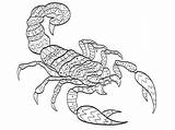 Scorpion Colorir Scorpio Zodiac Insetos Adultes Coloration Zodiaque Signe Isolement Ornamental Outline sketch template