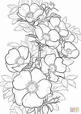 Coloring Rose Cherokee Pages Roses Printable Flower Drawing Supercoloring Color Drawings Animals Crafts Category Select Flowers Nature Cartoons Bible Many sketch template