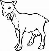 Goat Capra Cabra Cabras Bode Koza Pintar Colorare Colorat Ziege Kolorowanki Fofo Goats Disegno Kolorowanka Hembra Planse Druku Ausmalbild Billy sketch template