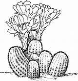 Cactus Coloring Pages Lobivia Pear Prickly Template Sketch sketch template