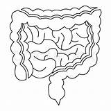 Intestines Drawing Outline Icon Paintingvalley Drawings Illustration sketch template