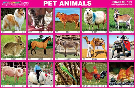 spectrum educational charts chart  pet animals