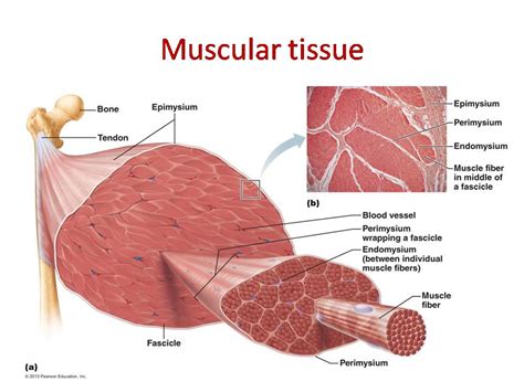 muscular tissue skeletal smooth  cardiac muscle  biology notes