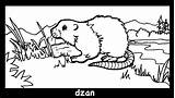 Plunge Coloring Muskrat Colouring sketch template